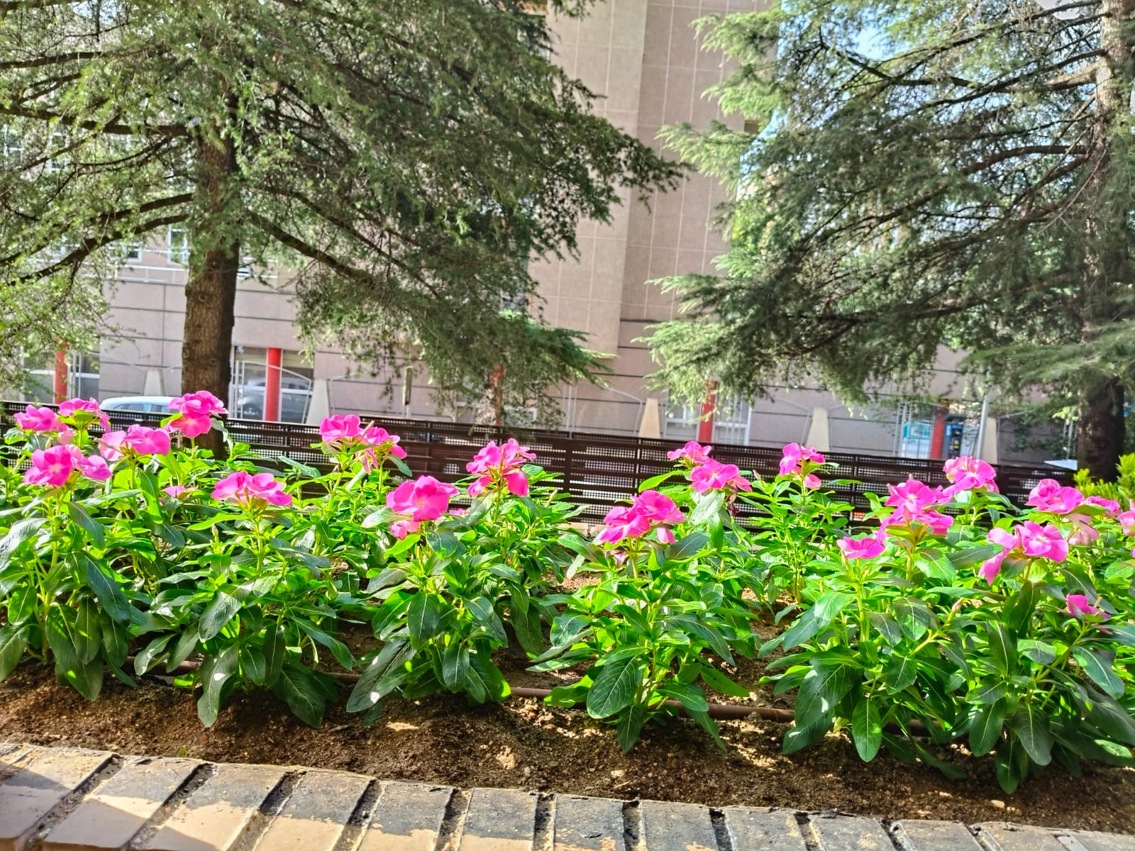 Jardín mediterráneo recuperado con cariño